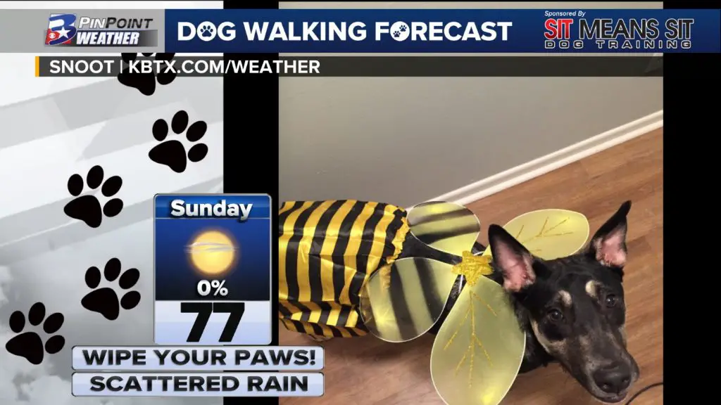 Dog walking forecast on KBTX News